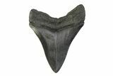 Fossil Megalodon Tooth - South Carolina #341372-1